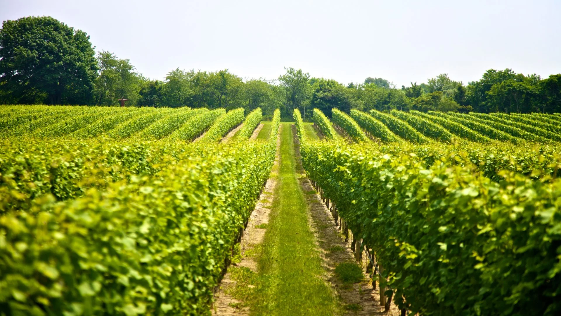 winery tours in niagara falls canada