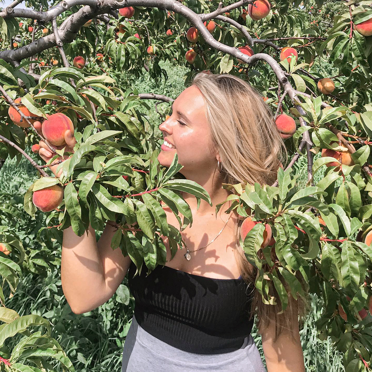 Fruit tree niagara region