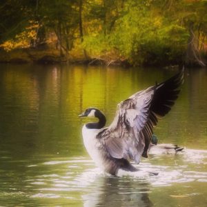 Birdwatching in Niagara