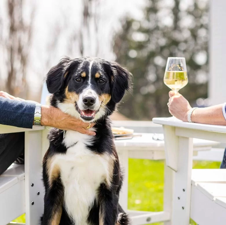 Dog-Friendly Wineries Dog-Friendly Wineries