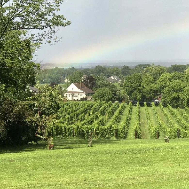 The Organized Crime Winery The Organized Crime Winery